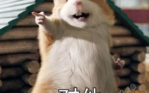 不会怼人怎么办（嘴笨不会骂人怎么办）