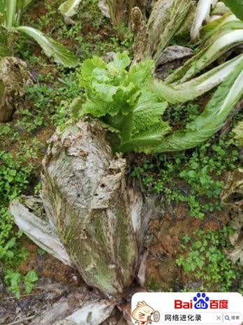 8张图告诉你农民种的蔬菜有多脏，记住不要直接吃