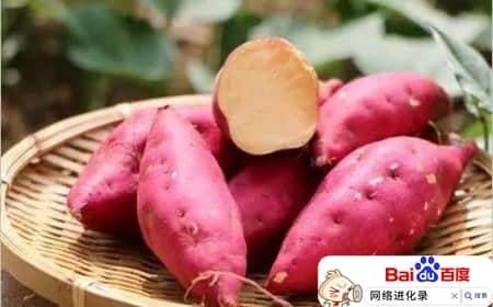 红薯的功效与作用（红薯的副作用）