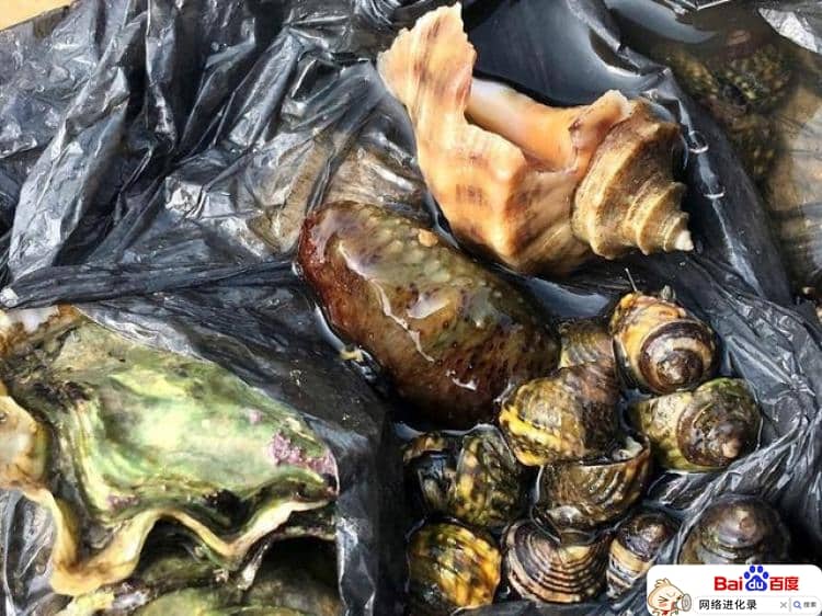 赶海视频都是假的？（赶海视频人气排名）