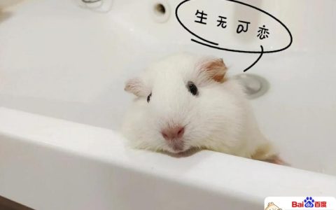 微头条推荐机制，让人琢磨不透~