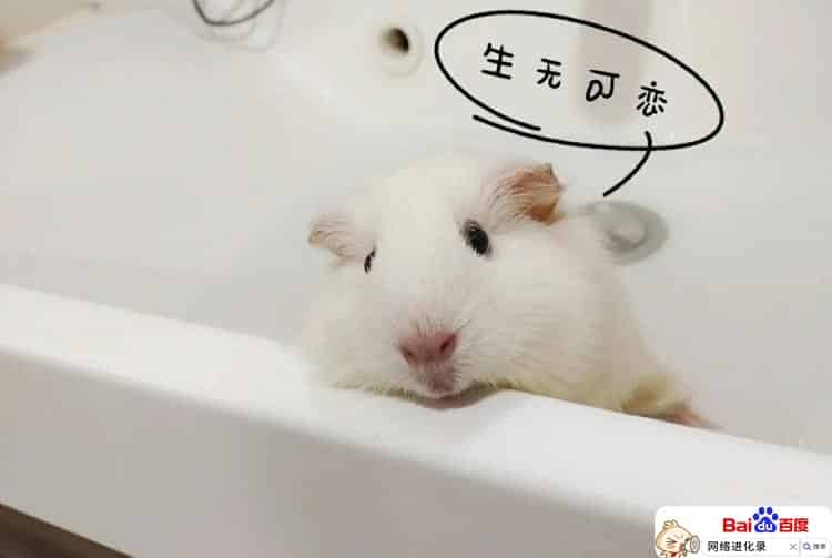 千粉小白谜之不解的微头条推送机制