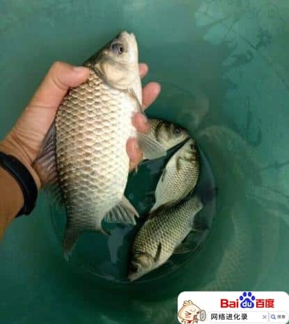 鲫鱼诱饵怎么做（钓鲫鱼的最佳饵料配方）