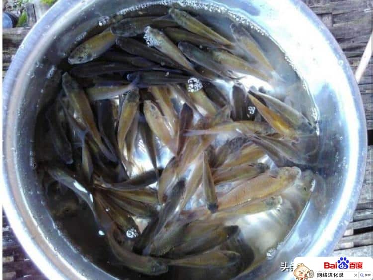 鲫鱼诱饵怎么做（钓鲫鱼的最佳饵料配方）