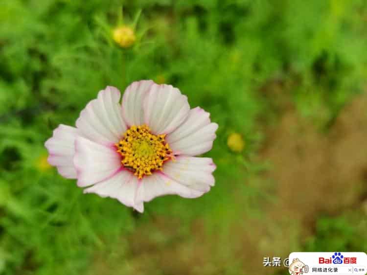手机摄影教程技巧入门篇（学手机摄影从哪里学）