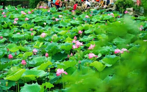 今日头条前期怎么养号（头条兴趣认证太难了）