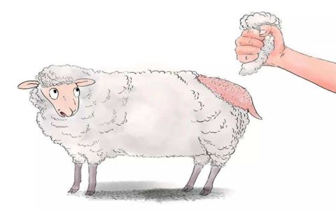 薅羊毛怎么读是什么意思？实操告诉你