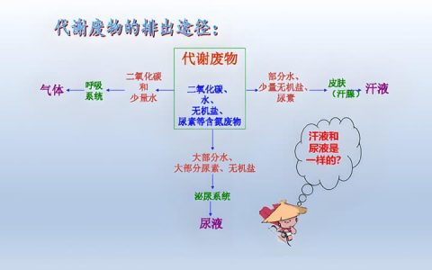 代谢慢是什么原因？一文探究根源与对策