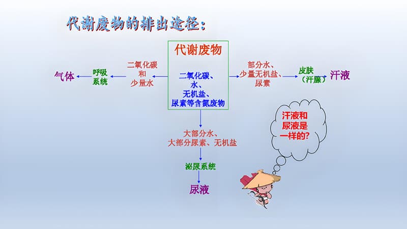 代谢慢是什么原因？一文探究根源与对策